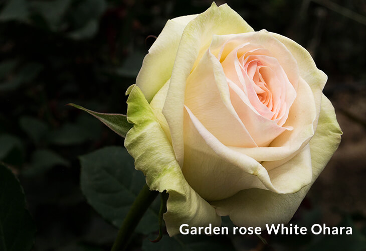 farmdirectco roses white