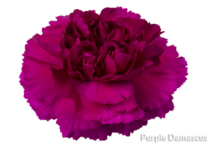 Colombian roses white mondial The Farm Direct Company